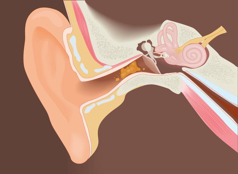 ส่วนประกอบของหูและขี้หู